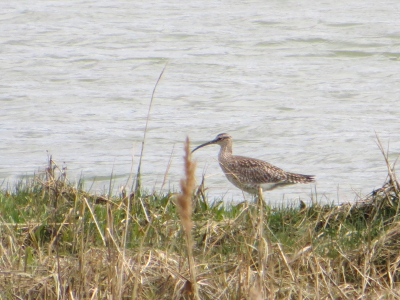 Whimbrel