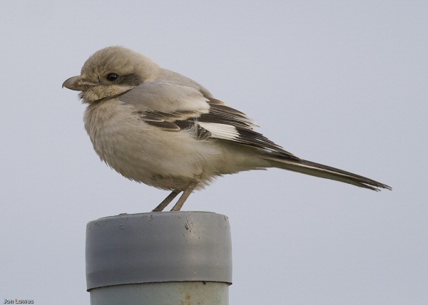 Steppe Grey Shrike