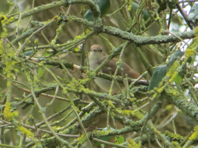 Nightingale