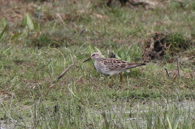 Pectoral Sandpiper
