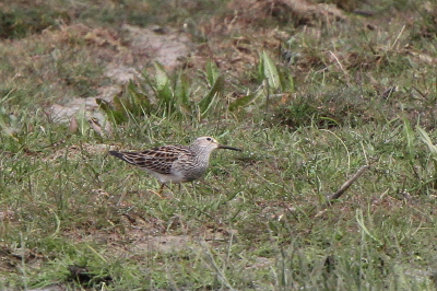 Pectoral Sandpiper