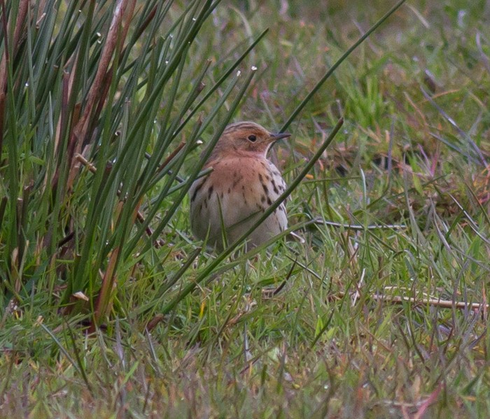Red-throated Pipit