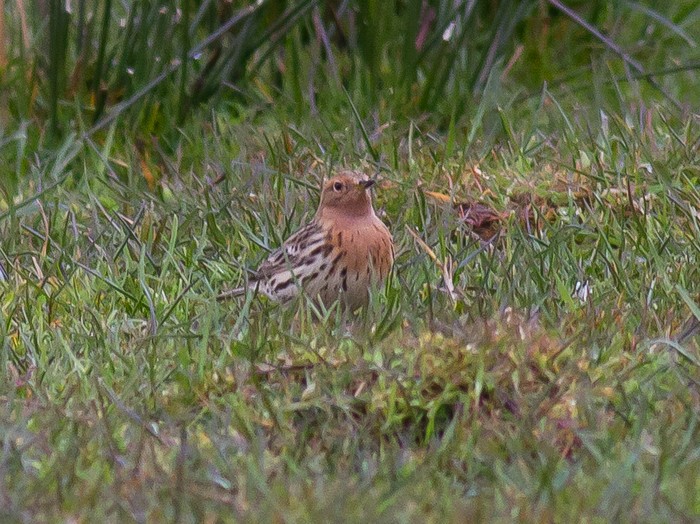 Red-throated Pipit