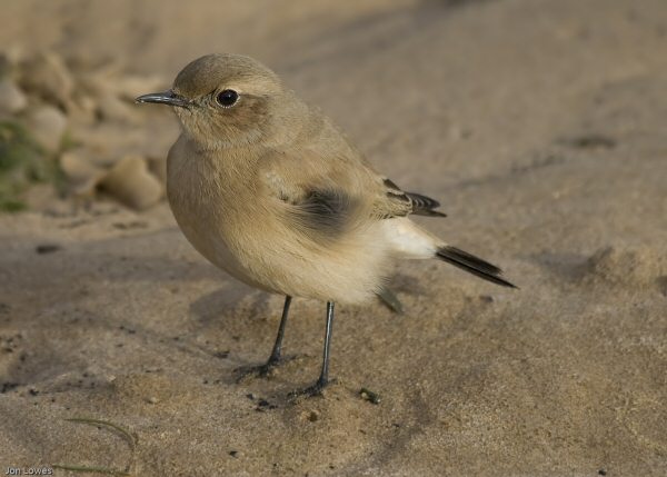 Desert Wheatear