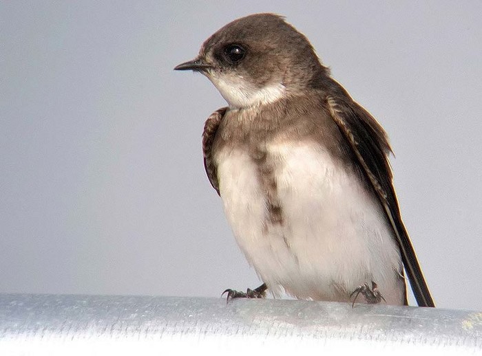 Sand Martin