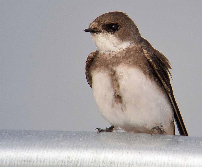 Sand Martin