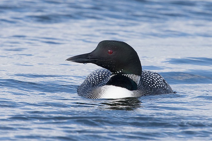 Great Northern Diver