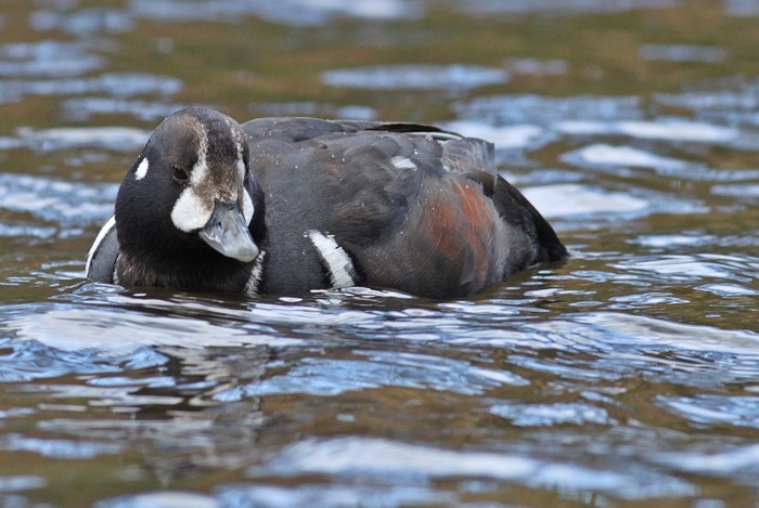 Harlequin Duck