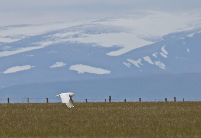 Snowy Owl