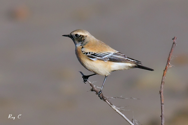 Desert Wheatear