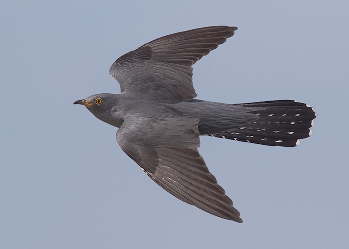 Cuckoo