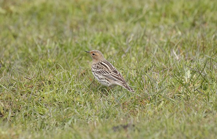 Red-throated Pipit