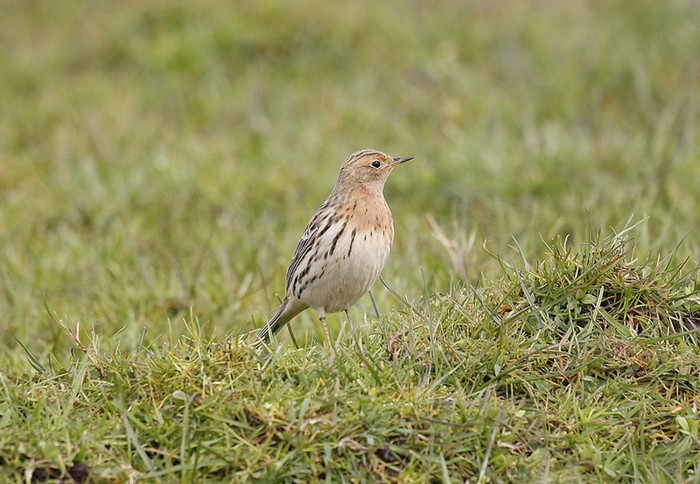 Red-throated Pipit