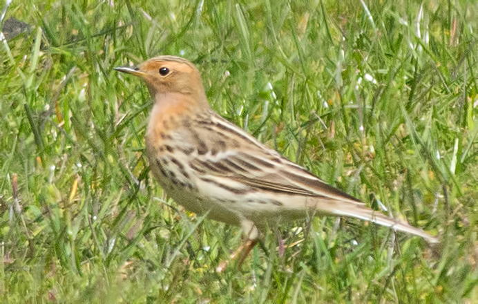 Red-throated Pipit