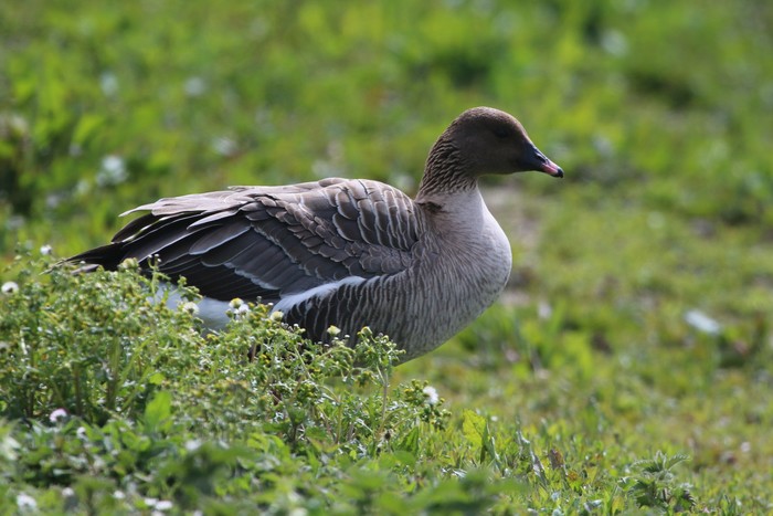 Pink-footed Goose