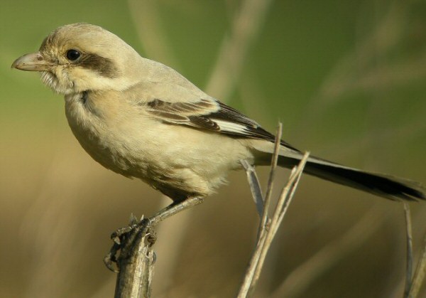 Steppe Grey Shrike