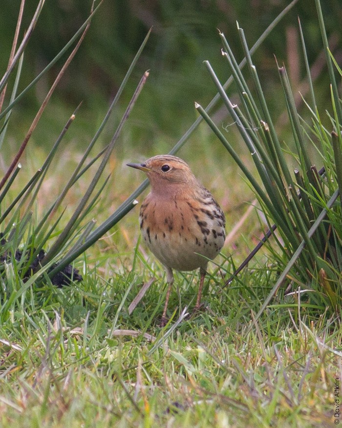 Red-throated Pipit