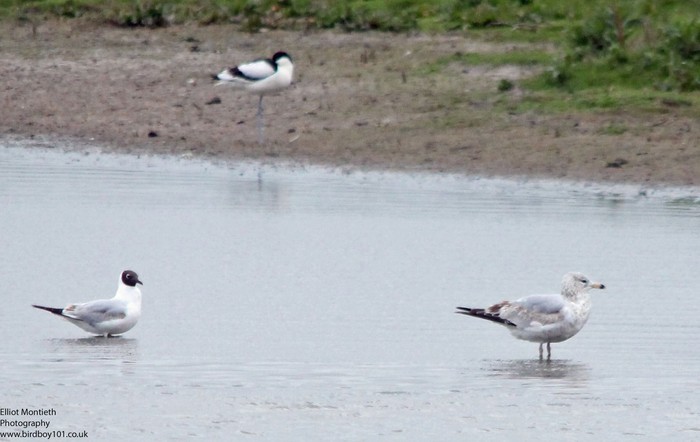 Ring-billed Gull