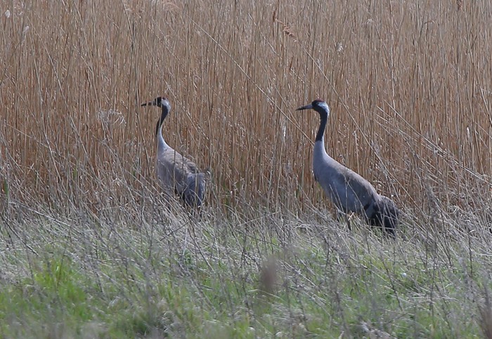 Common Crane