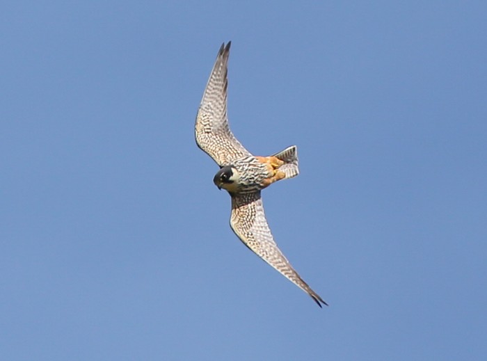Hobby