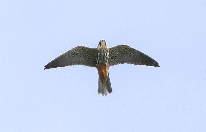 Hobby