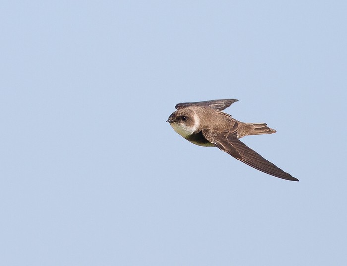 Sand Martin