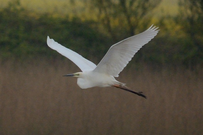 Great White Egret