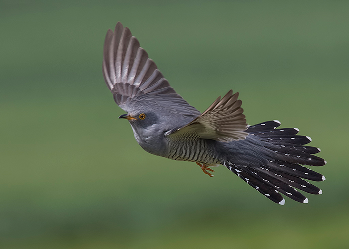 Cuckoo