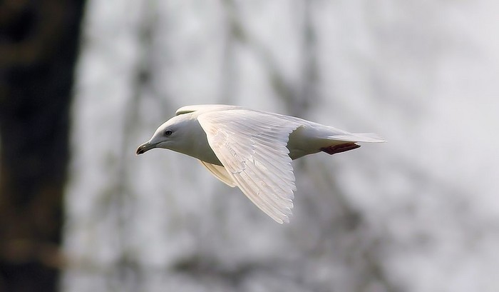 Iceland Gull