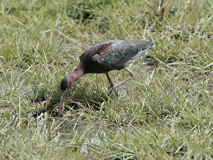 Glossy Ibis