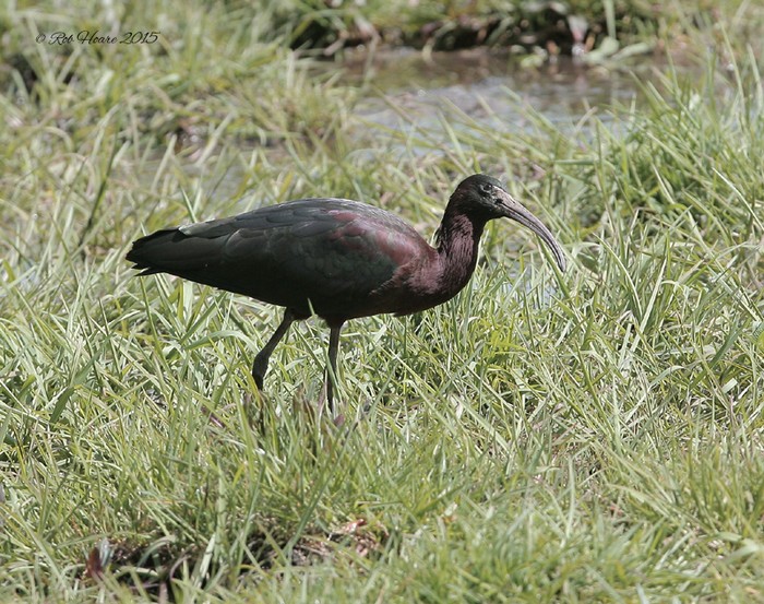 Glossy Ibis