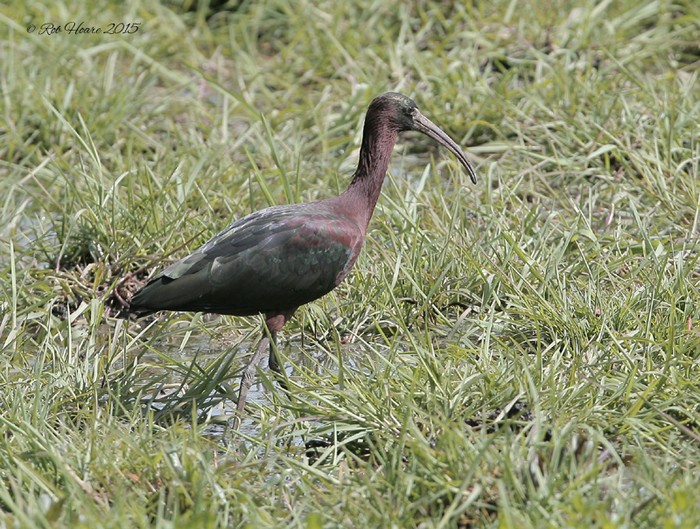 Glossy Ibis