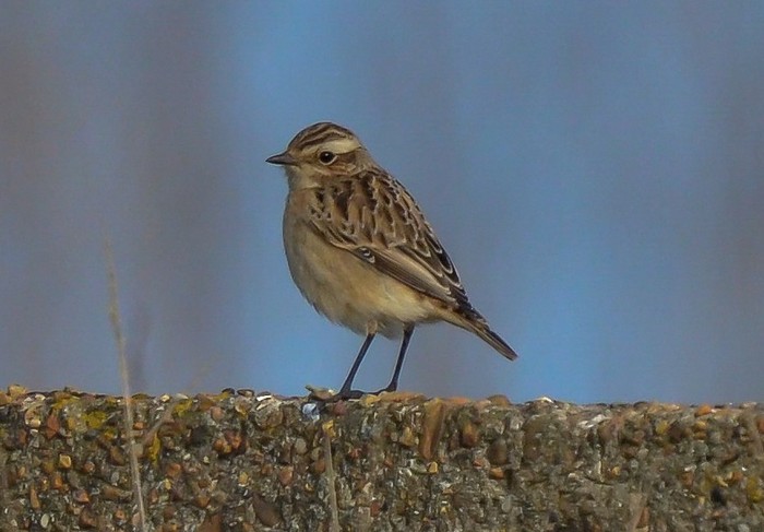 Whinchat