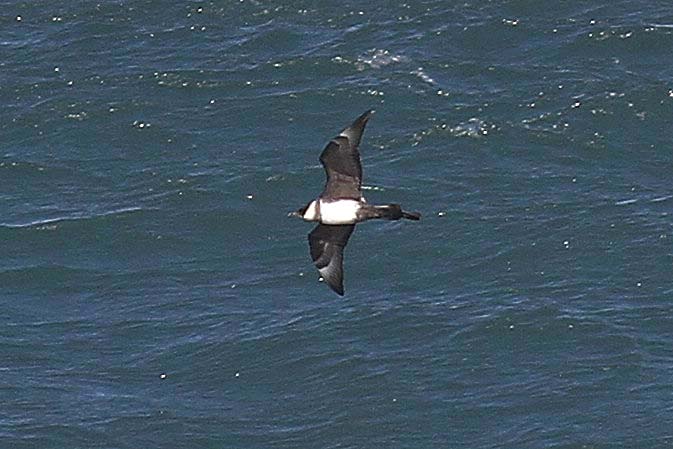 Pomarine Skua