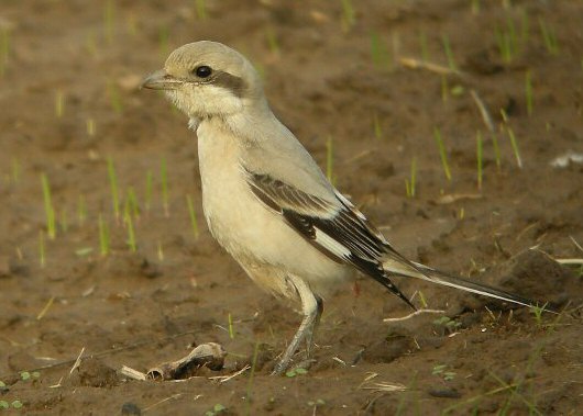 Steppe Grey Shrike