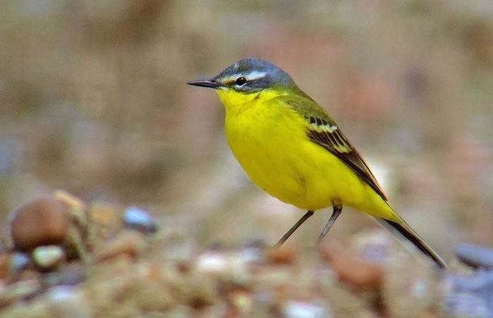 Blue-headed Wagtail