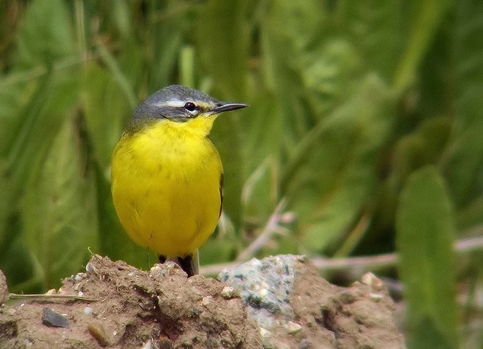 Blue-headed Wagtail