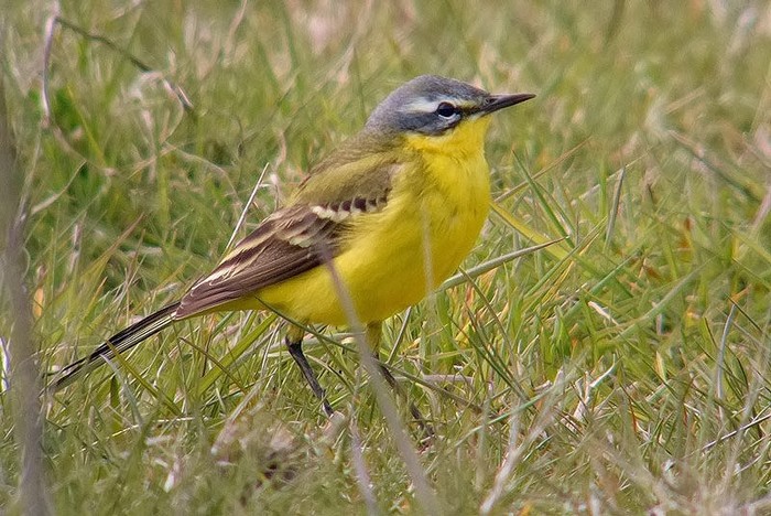 Blue-headed Wagtail