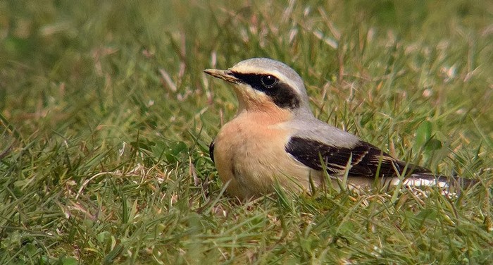 Wheatear