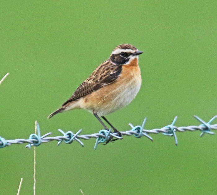 Whinchat
