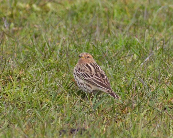 Red-throated Pipit