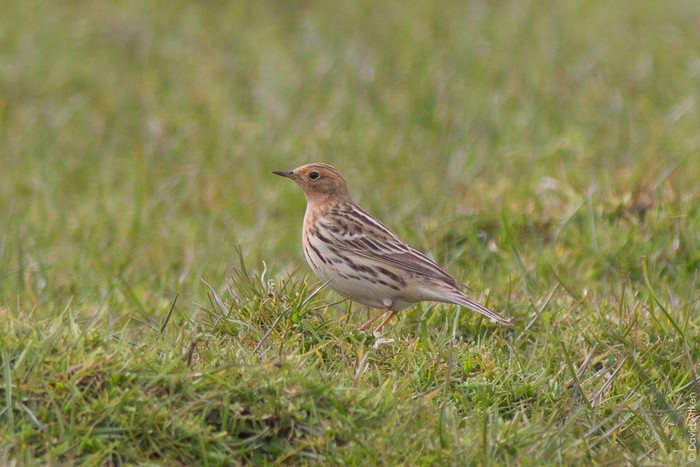 Red-throated Pipit