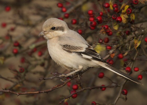 Steppe Grey Shrike