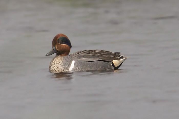 Green-winged Teal