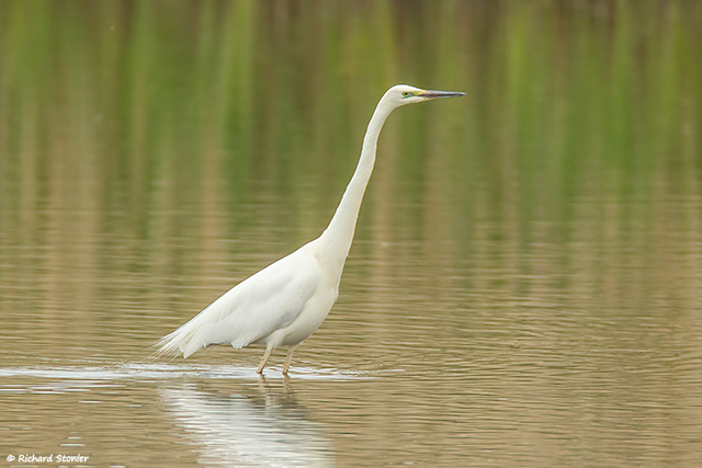 Great White Egret