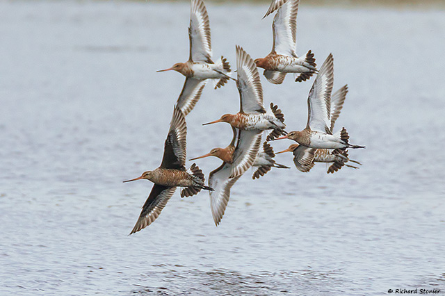 Hudsonian Godwit