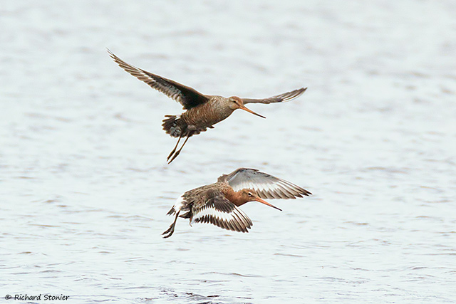 Hudsonian Godwit