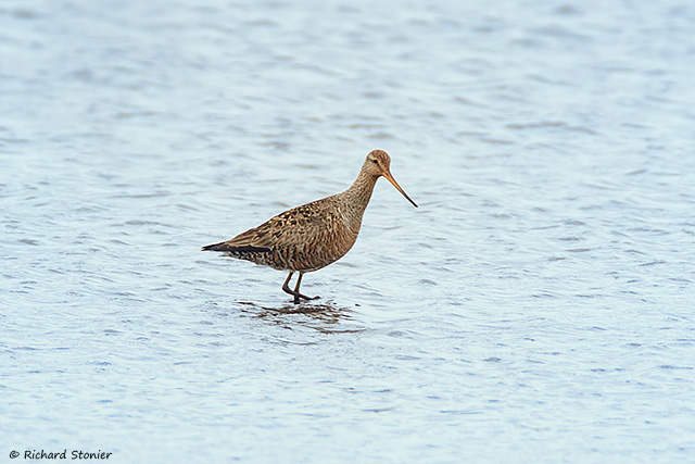 Hudsonian Godwit