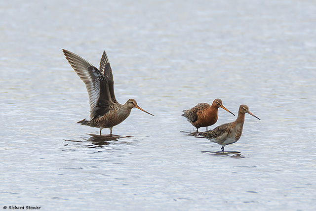 Hudsonian Godwit