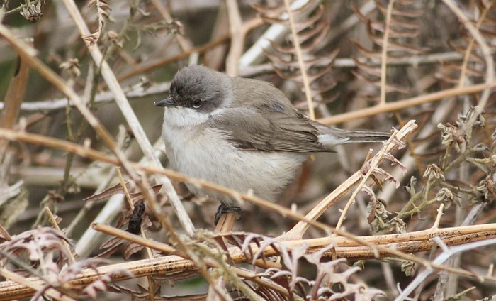Lesser Whitethroat